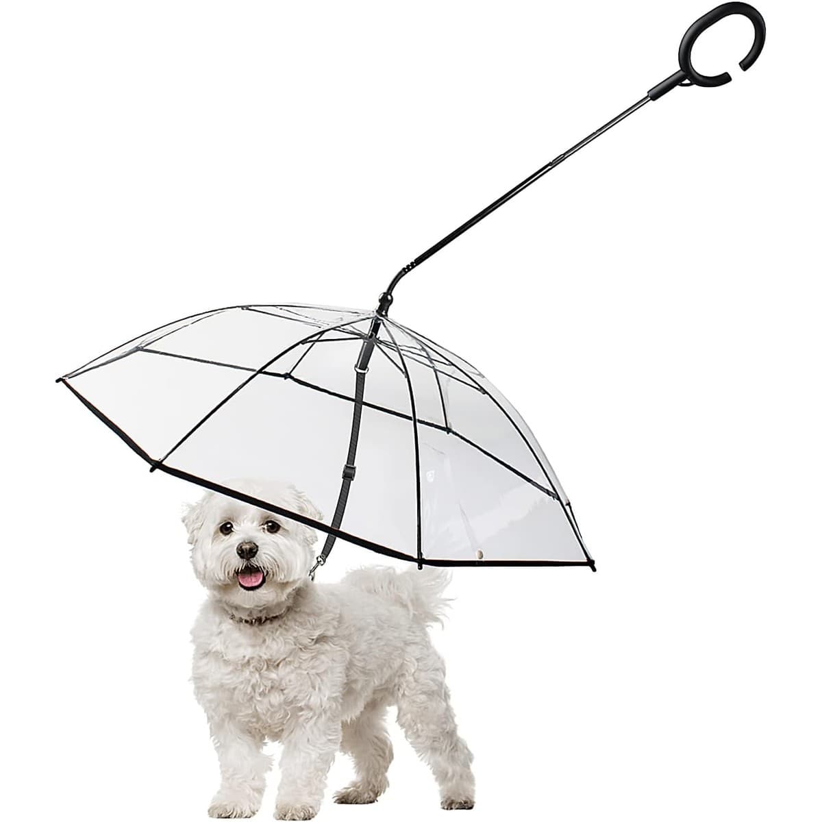 Transparent PETLESO umbrella leash positioned over a small dog